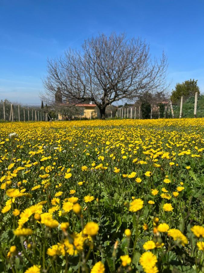 La Terrazza Sul Ciliegio Apartment Marino Bagian luar foto